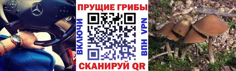 где купить Лаишево KRAKEN ТОР Галлюциногенные грибы прущие грибы